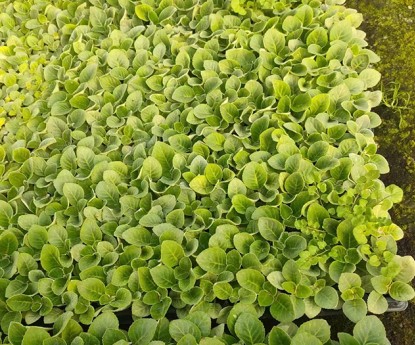 大巖桐（穴盤苗）